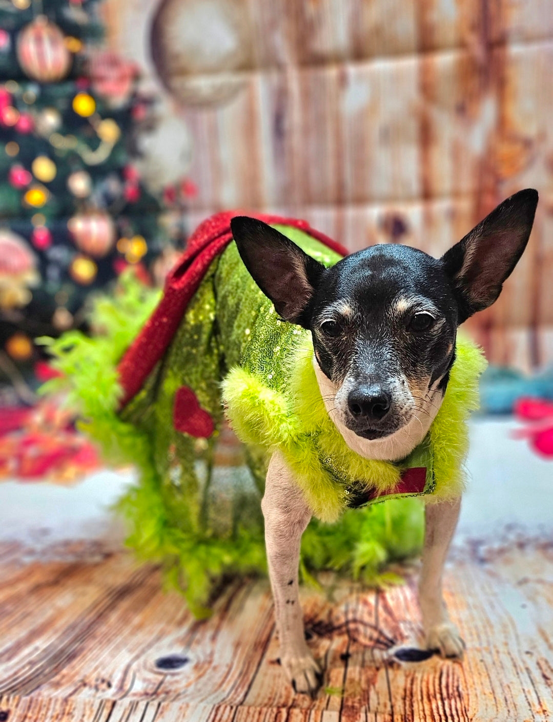 Grinch pet dress, glitter grinch pet dress, sequin glitter dog dress, grinch cat dress
