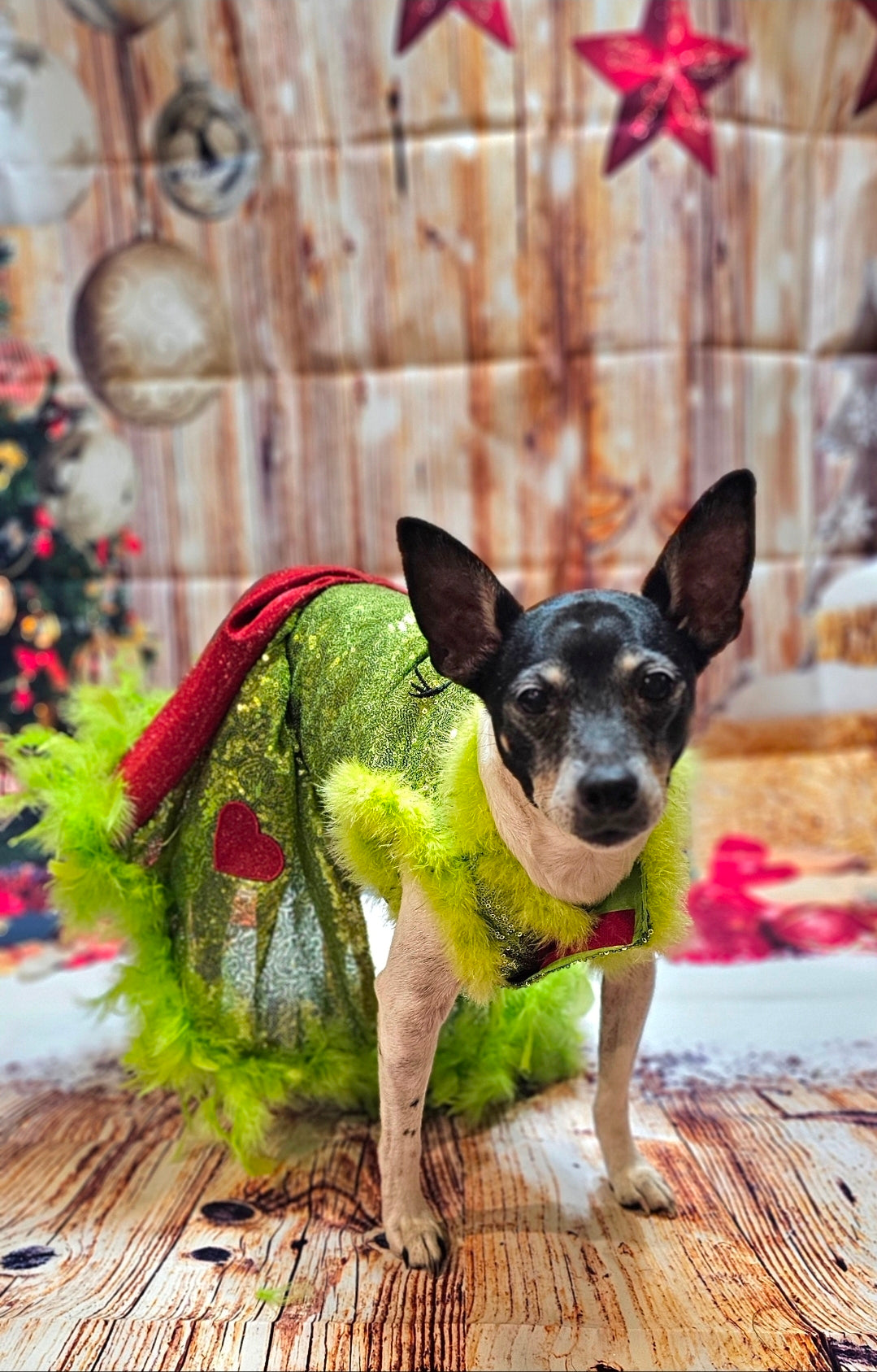 Grinch pet dress, glitter grinch pet dress, sequin glitter dog dress, grinch cat dress