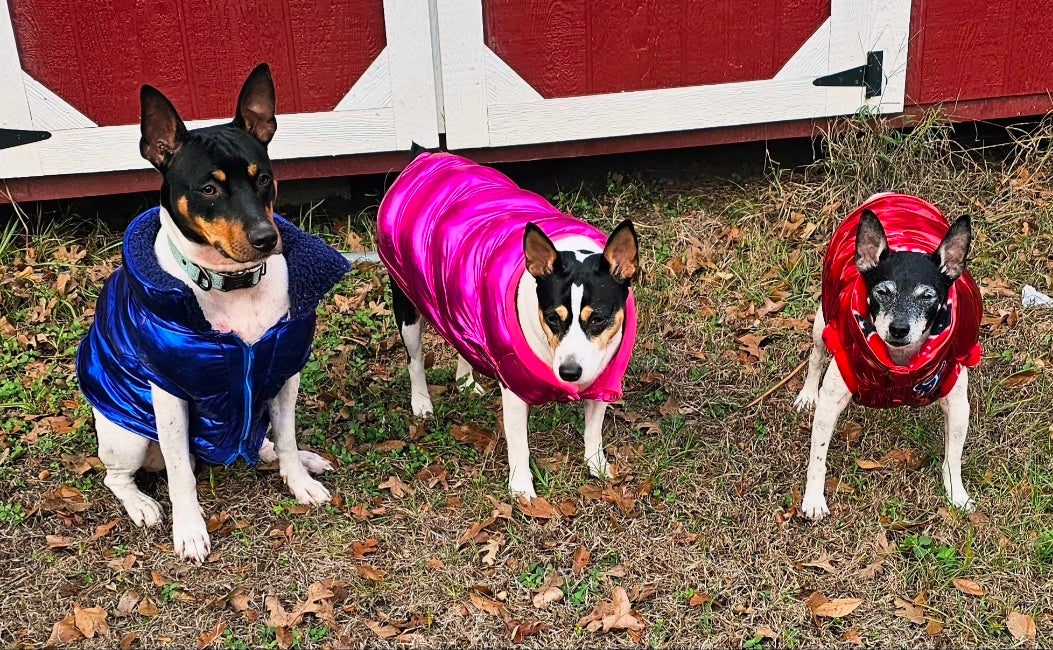 Pet puffer jacket, puffer dog jacket, metallic pet jacket, Houston texan dog jacket, pet puffer jacket, winter pet jacket, jackets for dogs