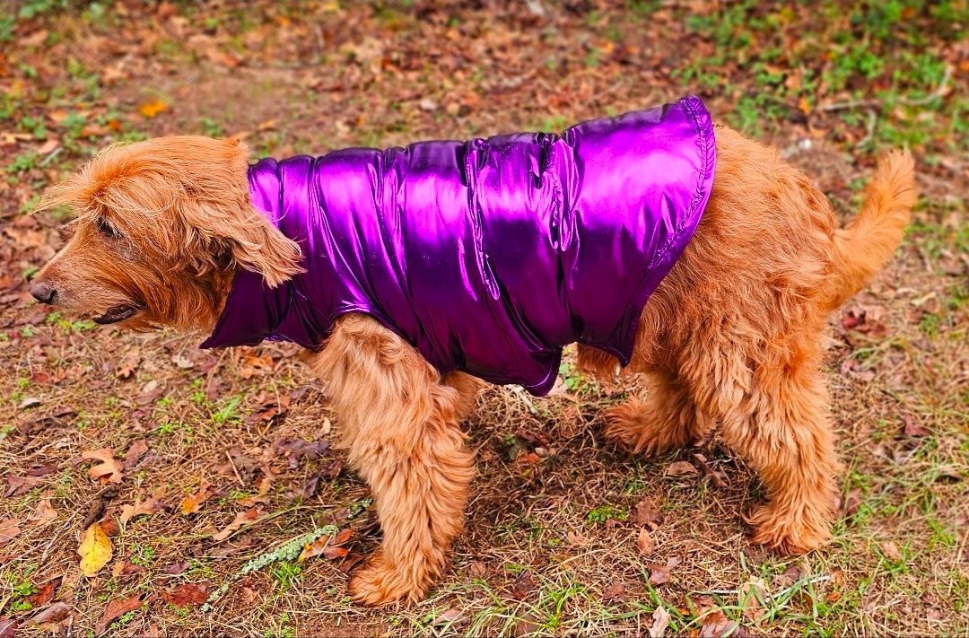 Pet puffer jacket, puffer dog jacket, metallic pet jacket, Houston texan dog jacket, pet puffer jacket, winter pet jacket, jackets for dogs