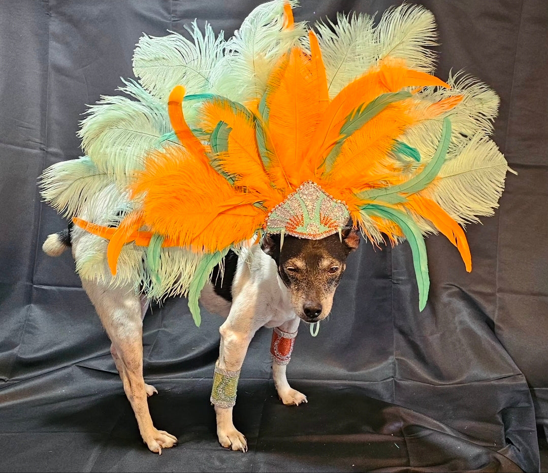 Showgirl Pet Headress, feather headress for dogs