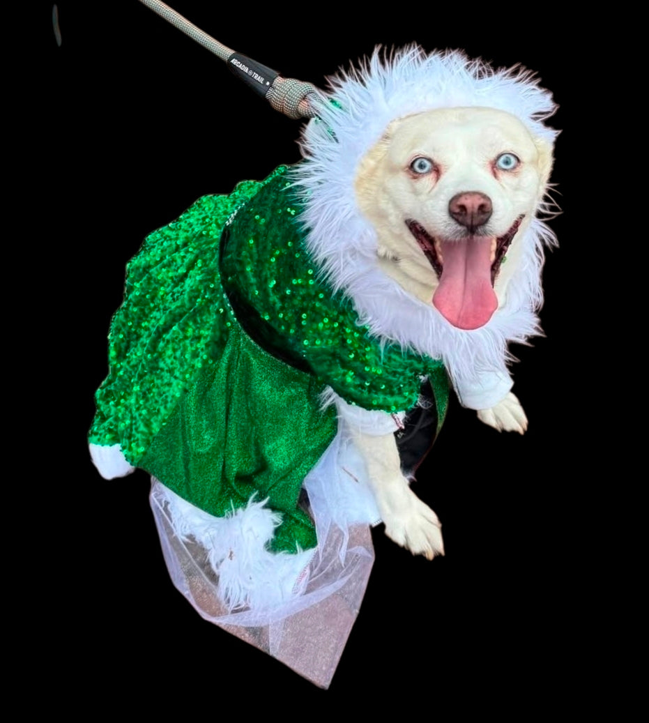 Green Miss Claus sequin pet costume, sequin green pet dress