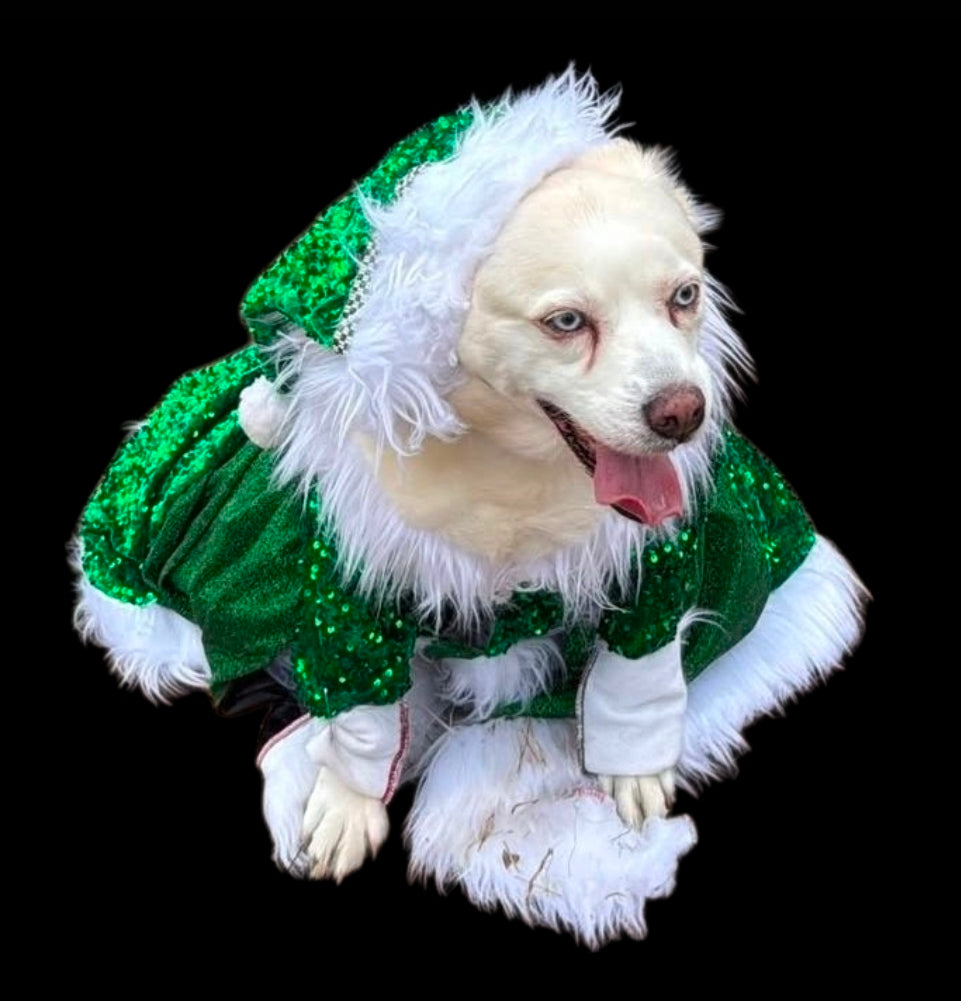 Green Miss Claus sequin pet costume, sequin green pet dress
