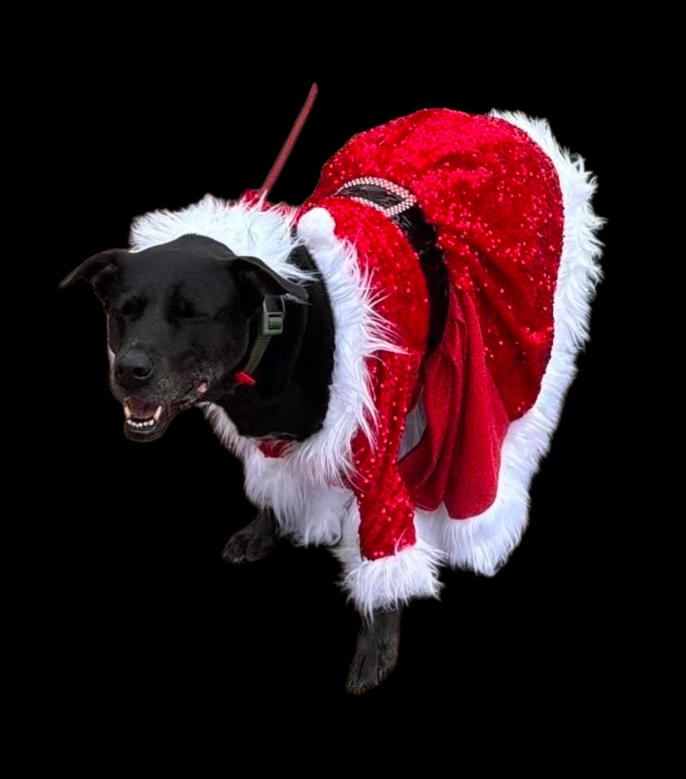 Red Miss Claus sequin pet costume, sequin red pet dress