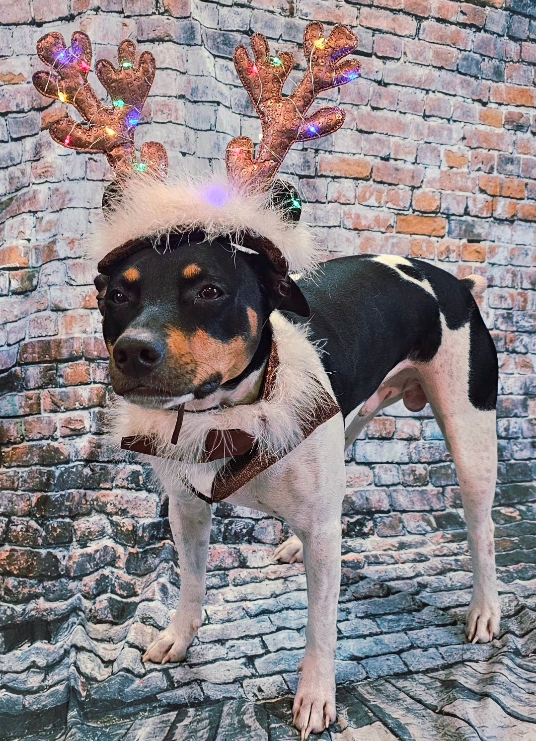 Reindeer light up pet costume