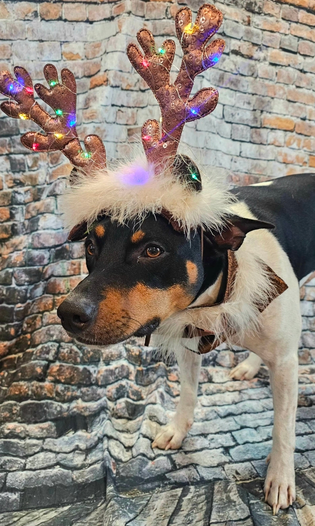 Reindeer light up pet costume