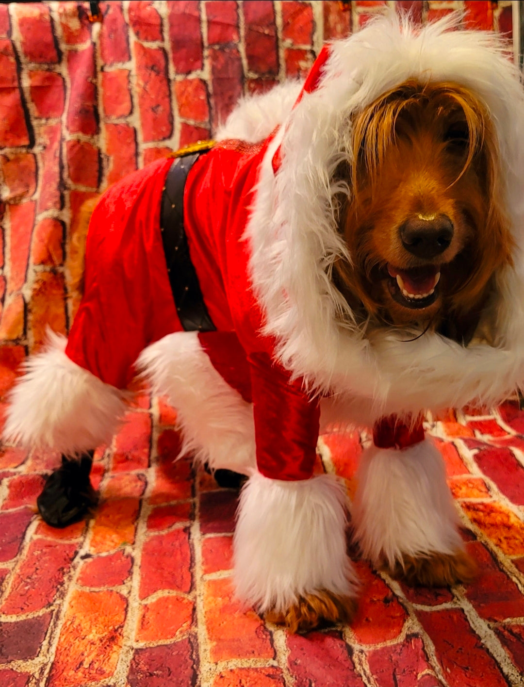 Santa pet body suit, Santa Claus dog costume, Santa Claus cat costume