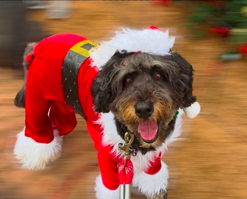 Santa pet body suit, Santa Claus dog costume, Santa Claus cat costume