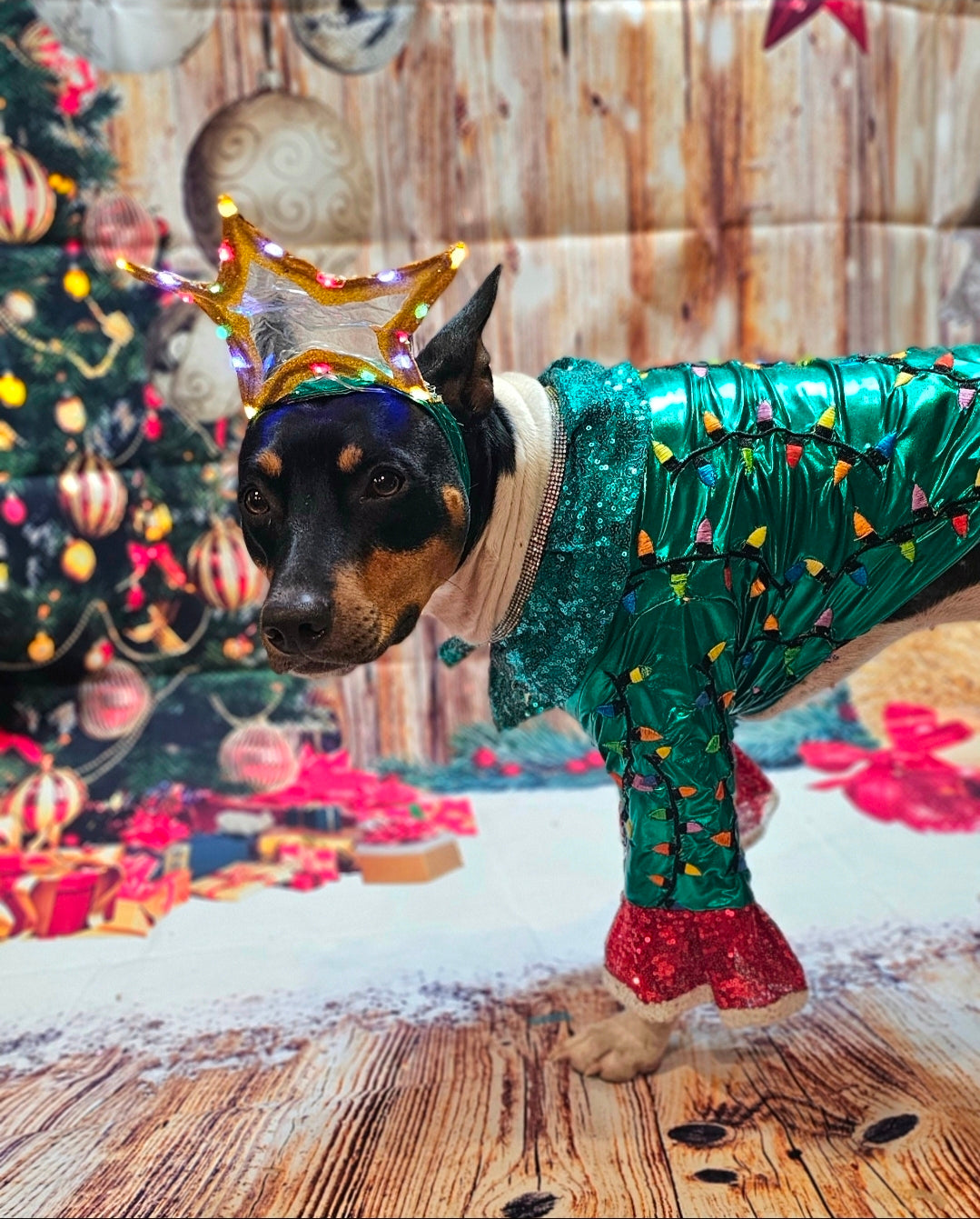 Christmas Tree pet costume, Light up tree pet costume, tree dog costume, tree cat costume