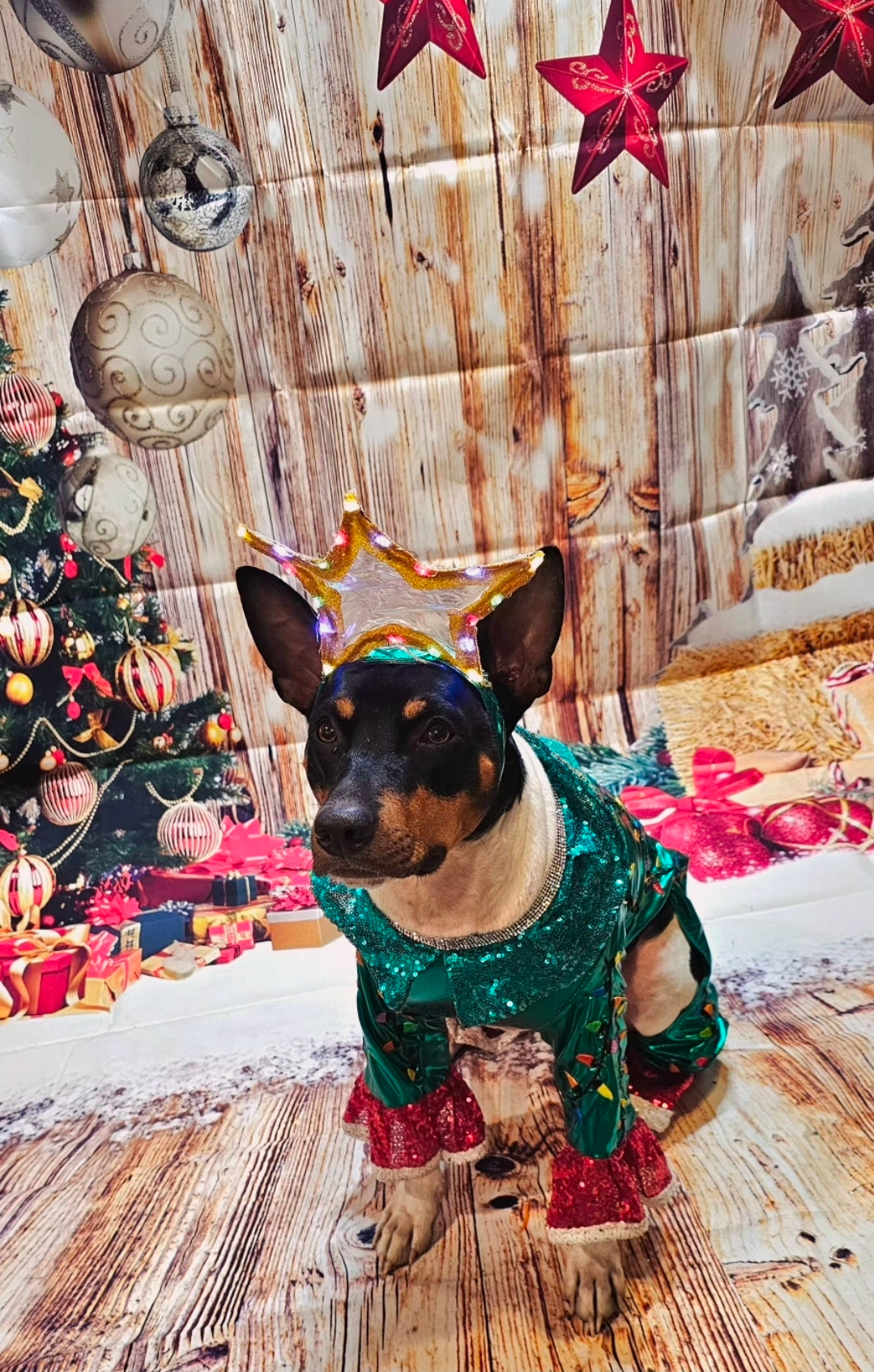 Christmas Tree pet costume, Light up tree pet costume, tree dog costume, tree cat costume