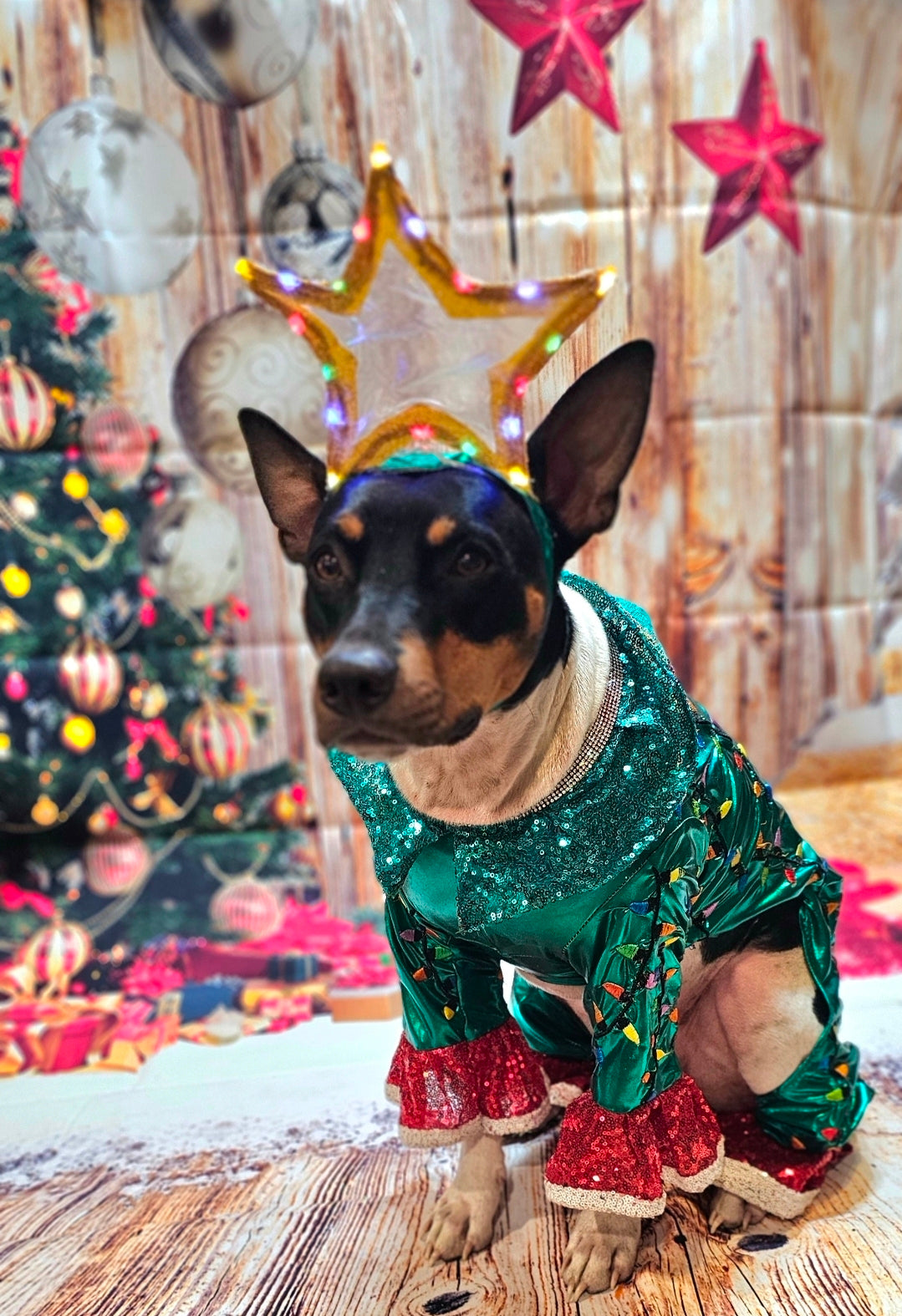 Christmas Tree pet costume, Light up tree pet costume, tree dog costume, tree cat costume