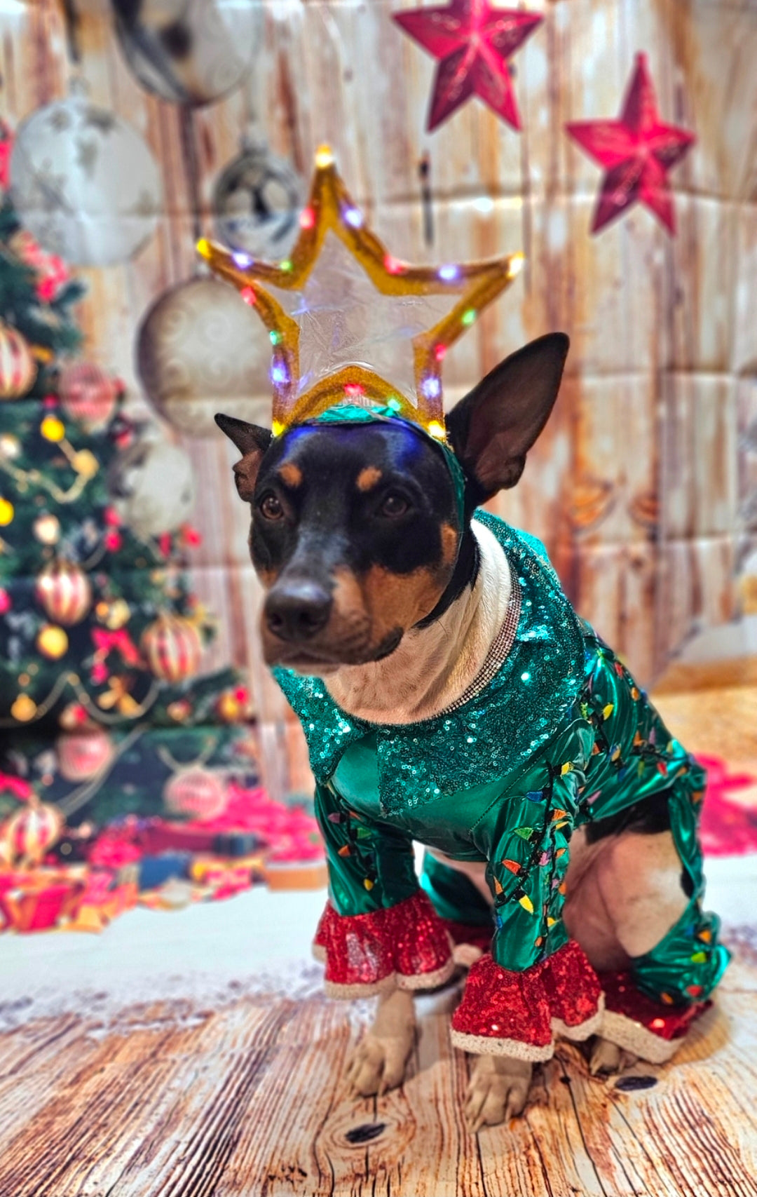 Christmas Tree pet costume, Light up tree pet costume, tree dog costume, tree cat costume