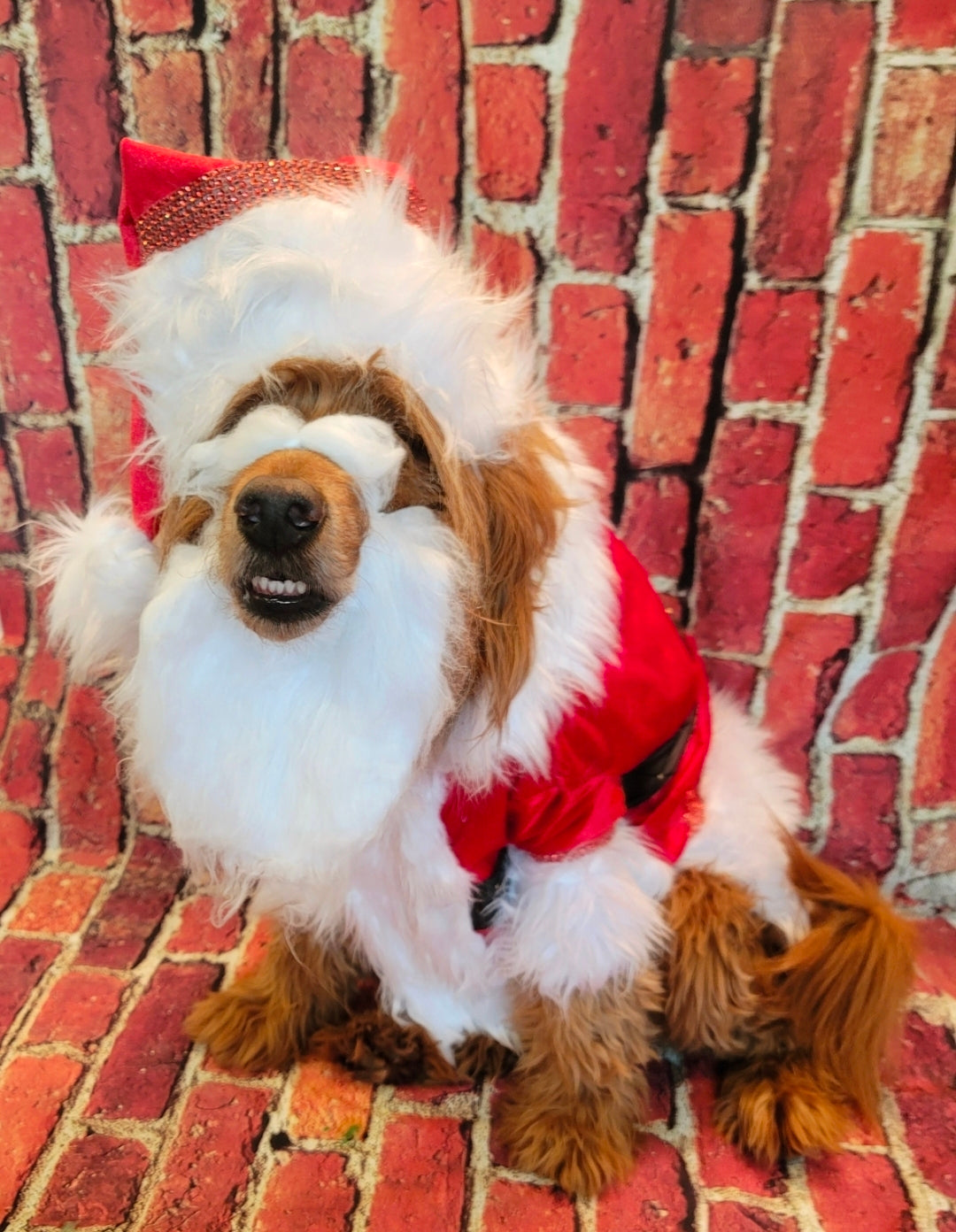 Santa Pet Costume, Santa pet shirt costume, Santa dog costume