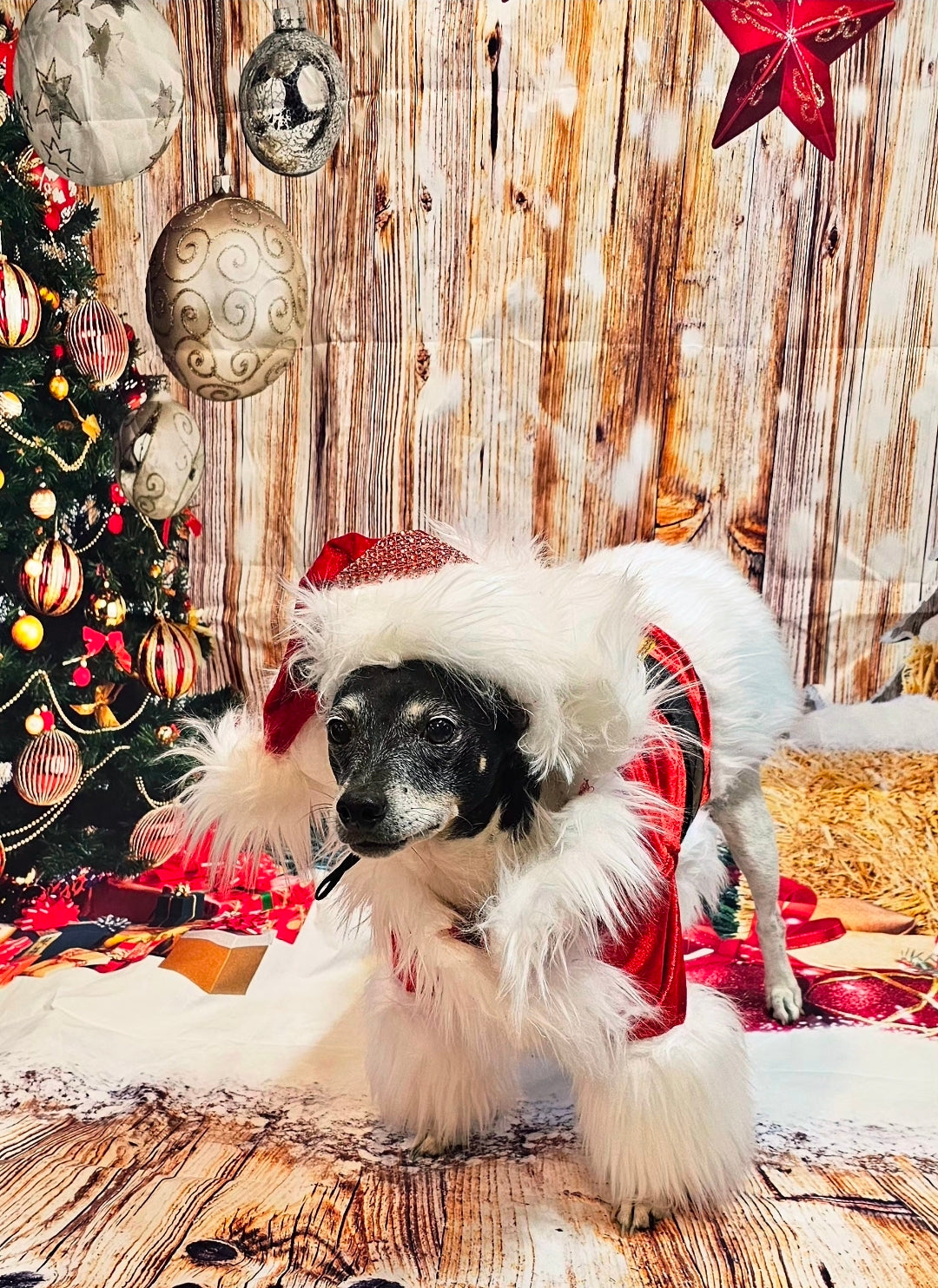 Santa Pet Costume, Santa pet shirt costume, Santa dog costume