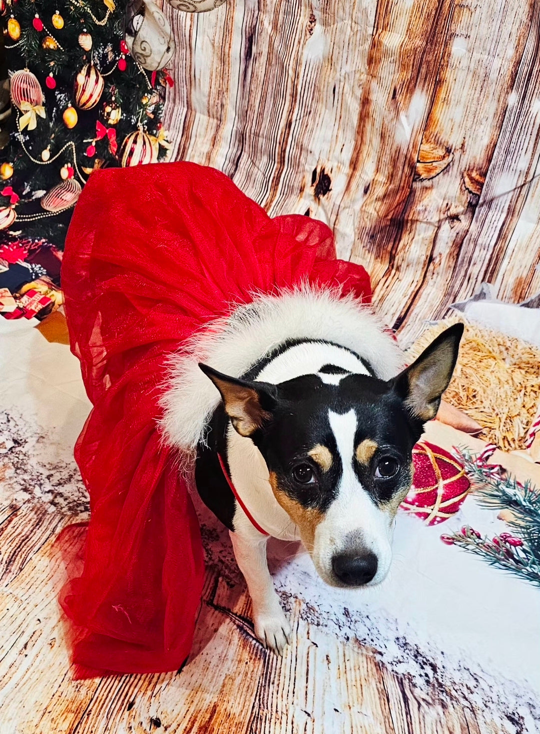 Tulle Santa Pet Dress, Tulle Miss Claus Pet Dress