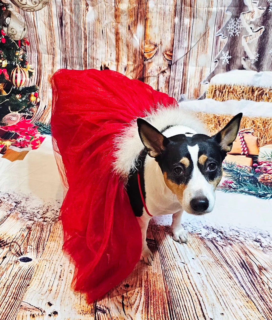 Tulle Santa Pet Dress, Tulle Miss Claus Pet Dress