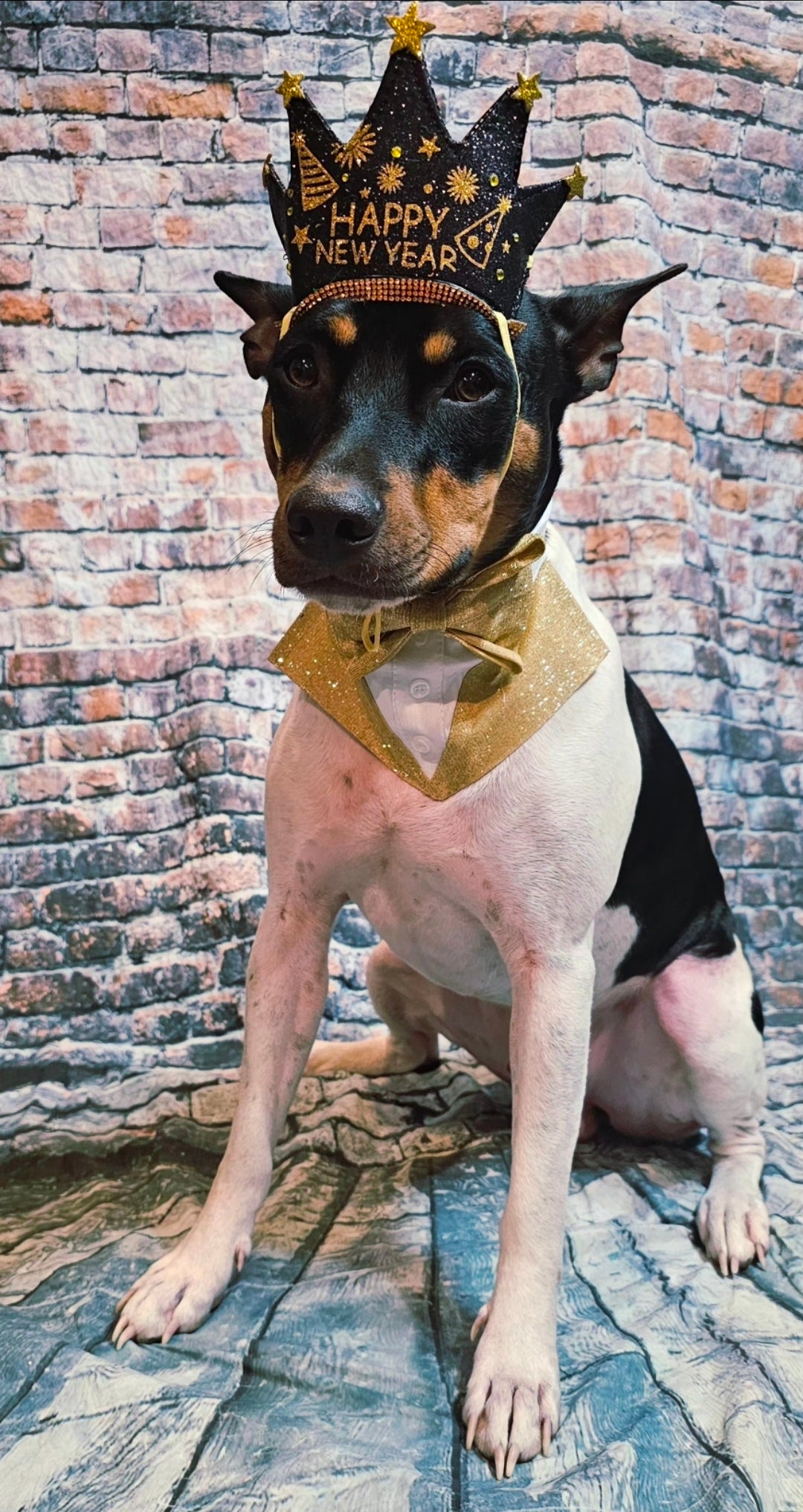 New Years Eve Pet hat, NYE pet hat, Holiday pet hat