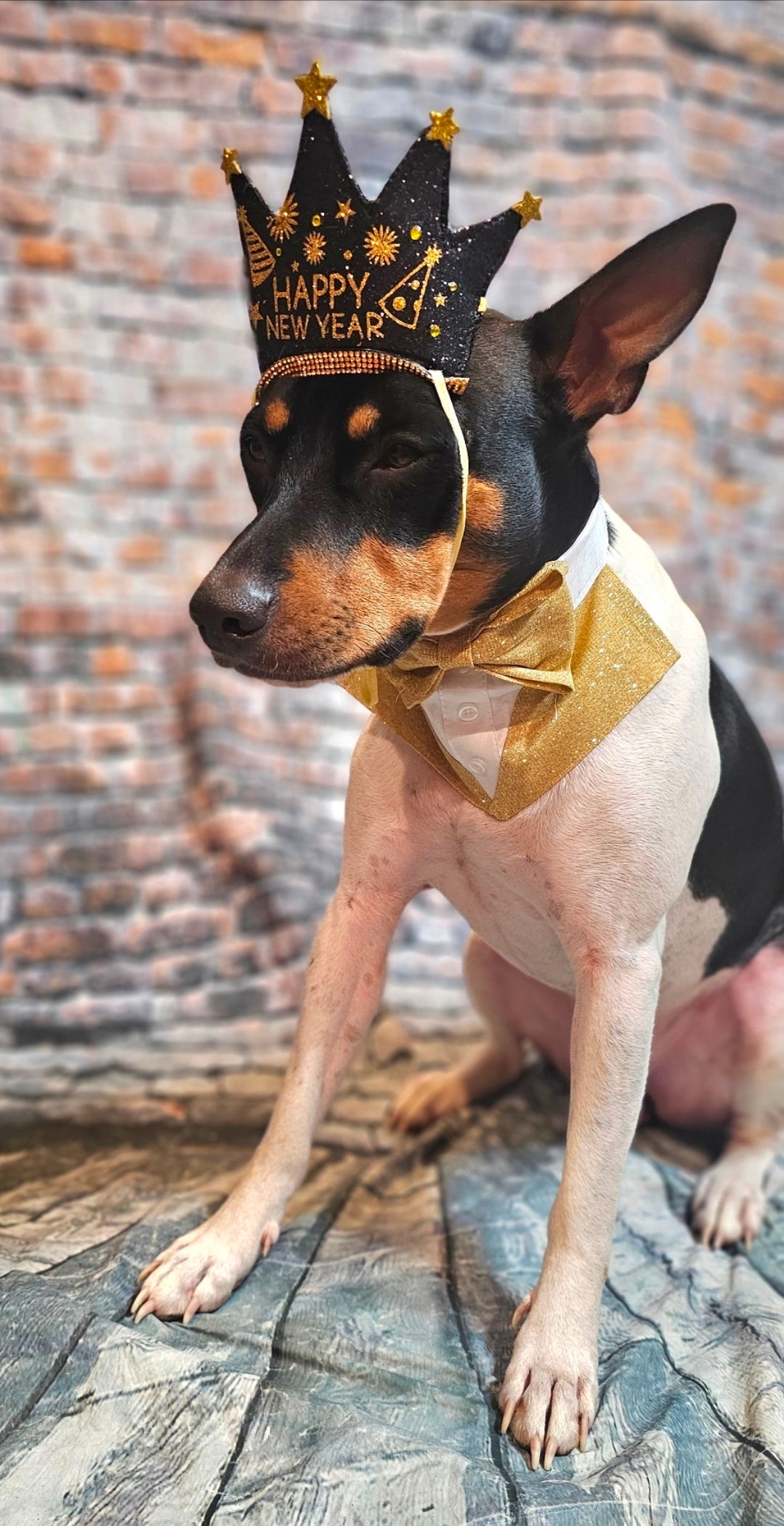 New Years Eve Pet hat, NYE pet hat, Holiday pet hat