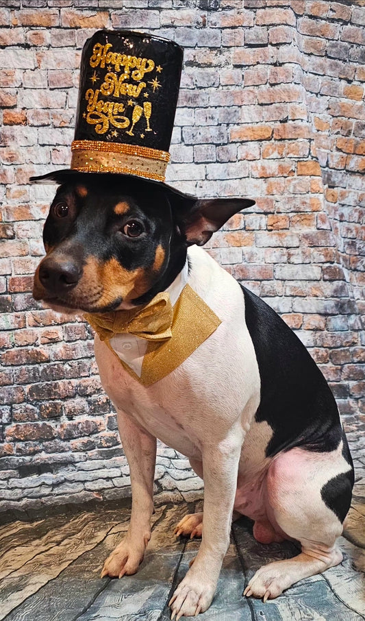 New Years Eve Pet hat, NYE pet hat, Holiday pet hat