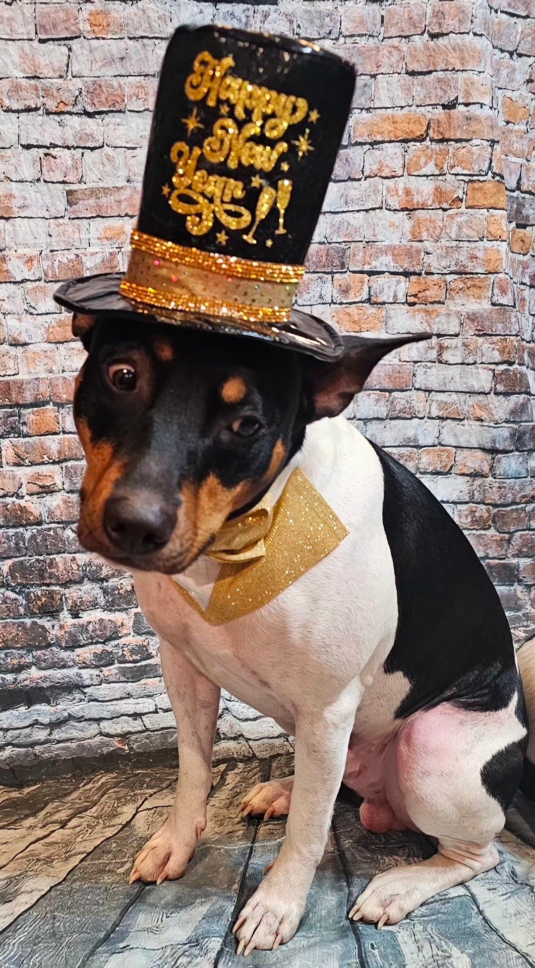 New Years Eve Pet hat, NYE pet hat, Holiday pet hat