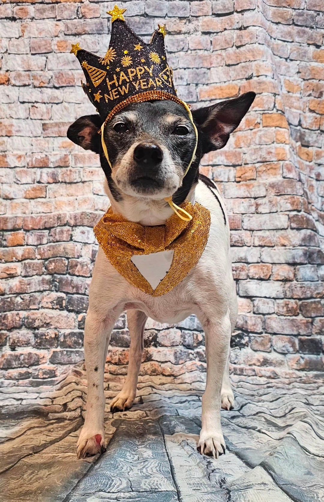 New Years Eve Pet hat, NYE pet hat, Holiday pet hat