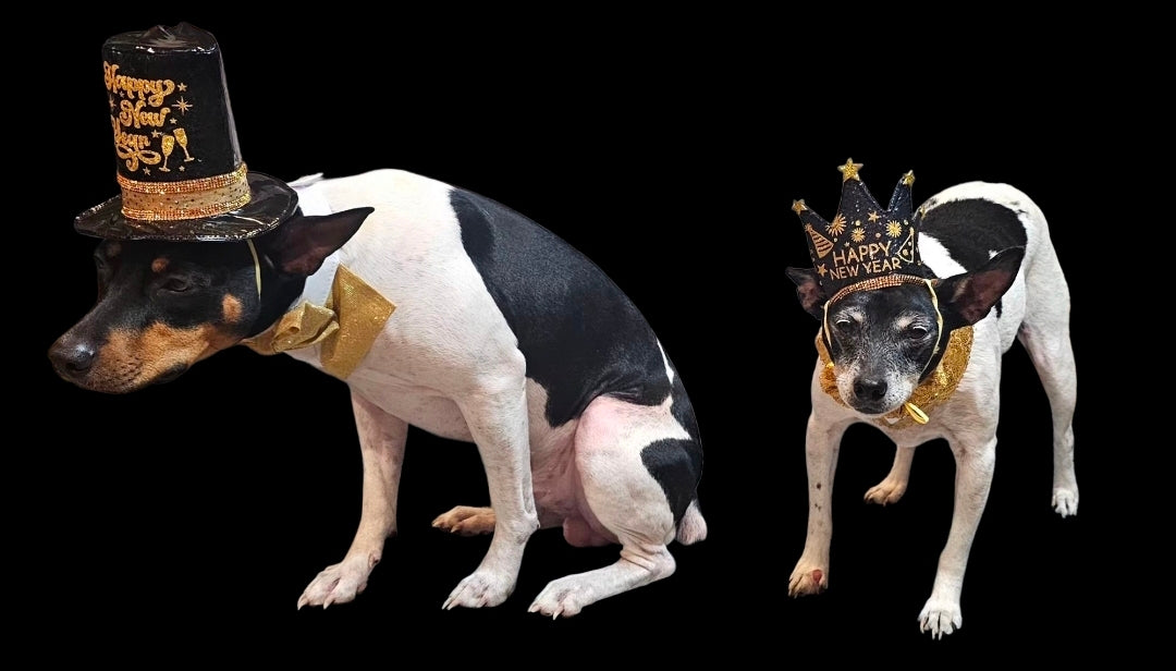 New Years Eve Pet hat, NYE pet hat, Holiday pet hat