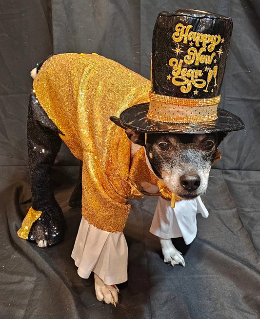 New Years Eve pet costume, gold pet tux, gold dog tux and hat costume