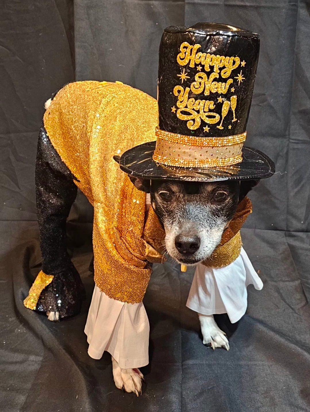 New Years Eve pet costume, gold pet tux, gold dog tux and hat costume
