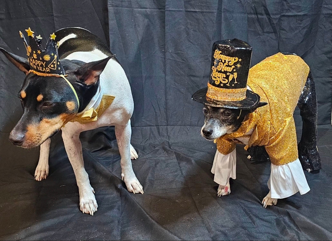 New Years Eve pet costume, gold pet tux, gold dog tux and hat costume
