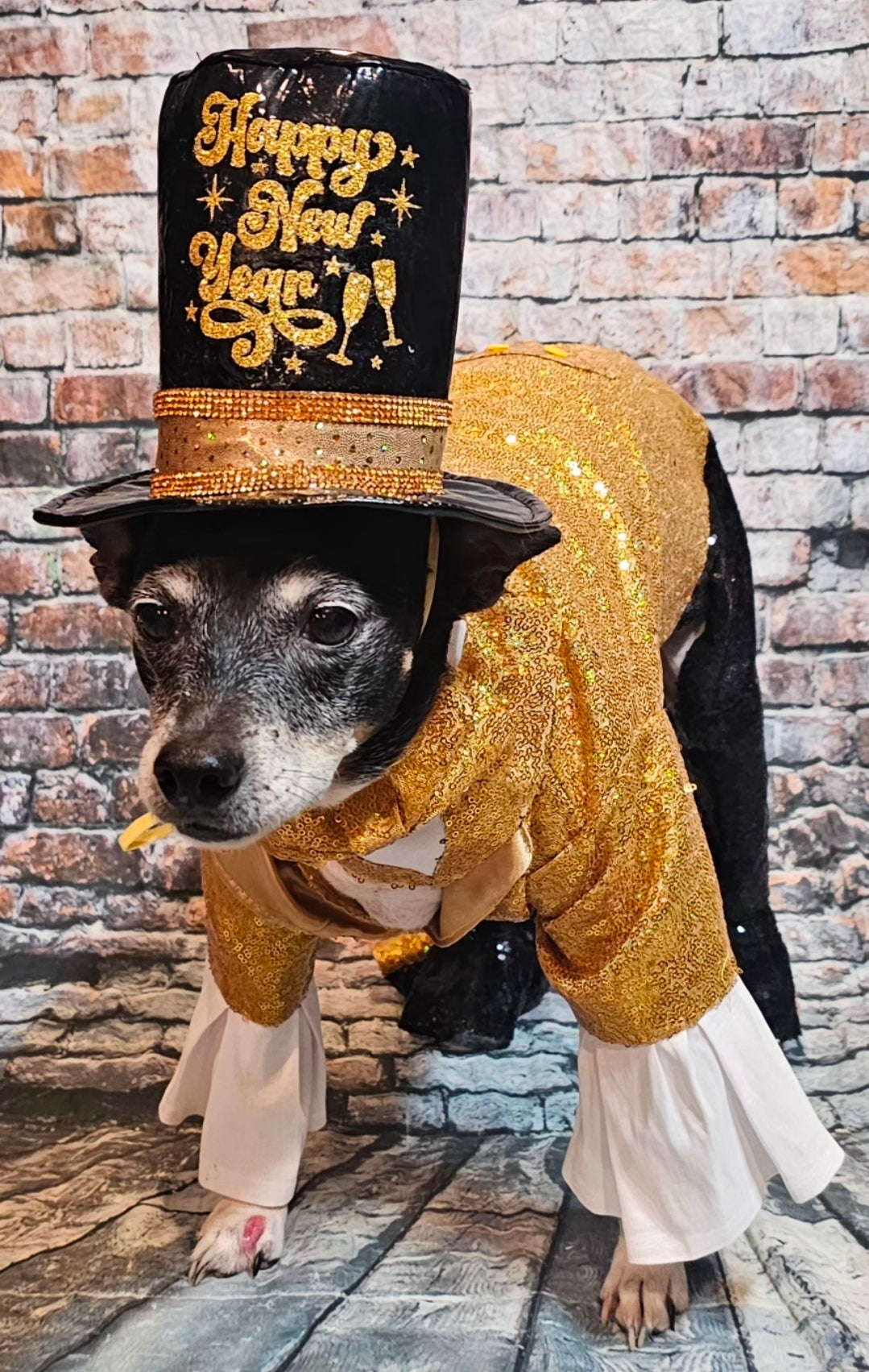 New Years Eve pet costume, gold pet tux, gold dog tux and hat costume