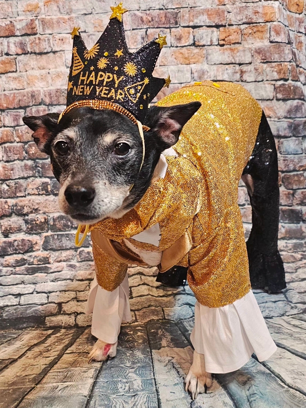 New Years Eve pet costume, gold pet tux, gold dog tux and hat costume