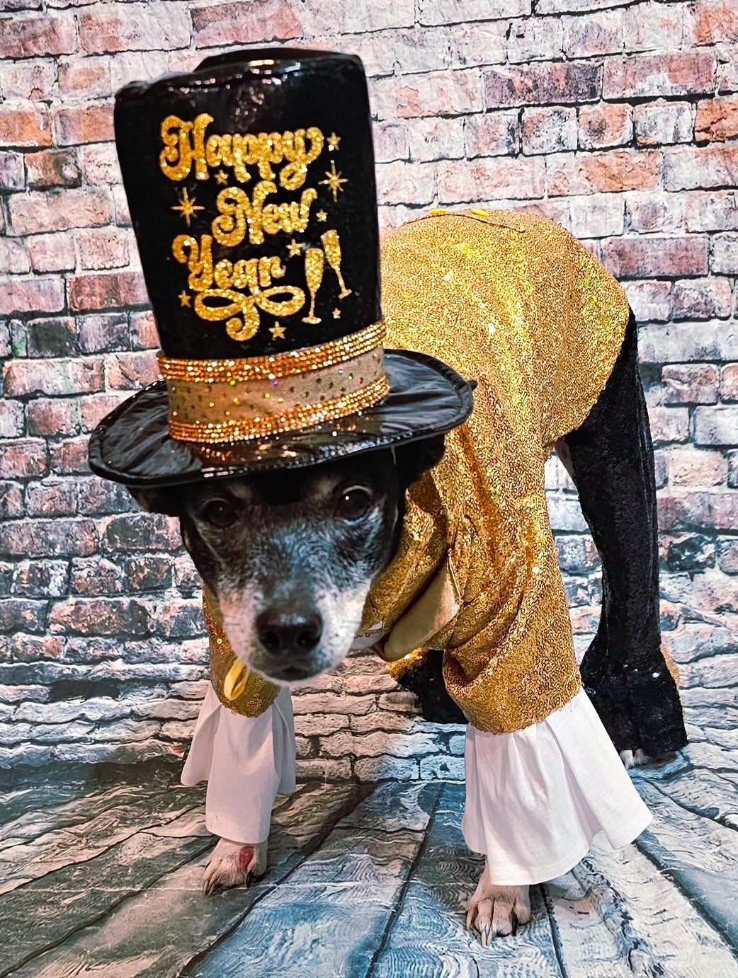 New Years Eve pet costume, gold pet tux, gold dog tux and hat costume