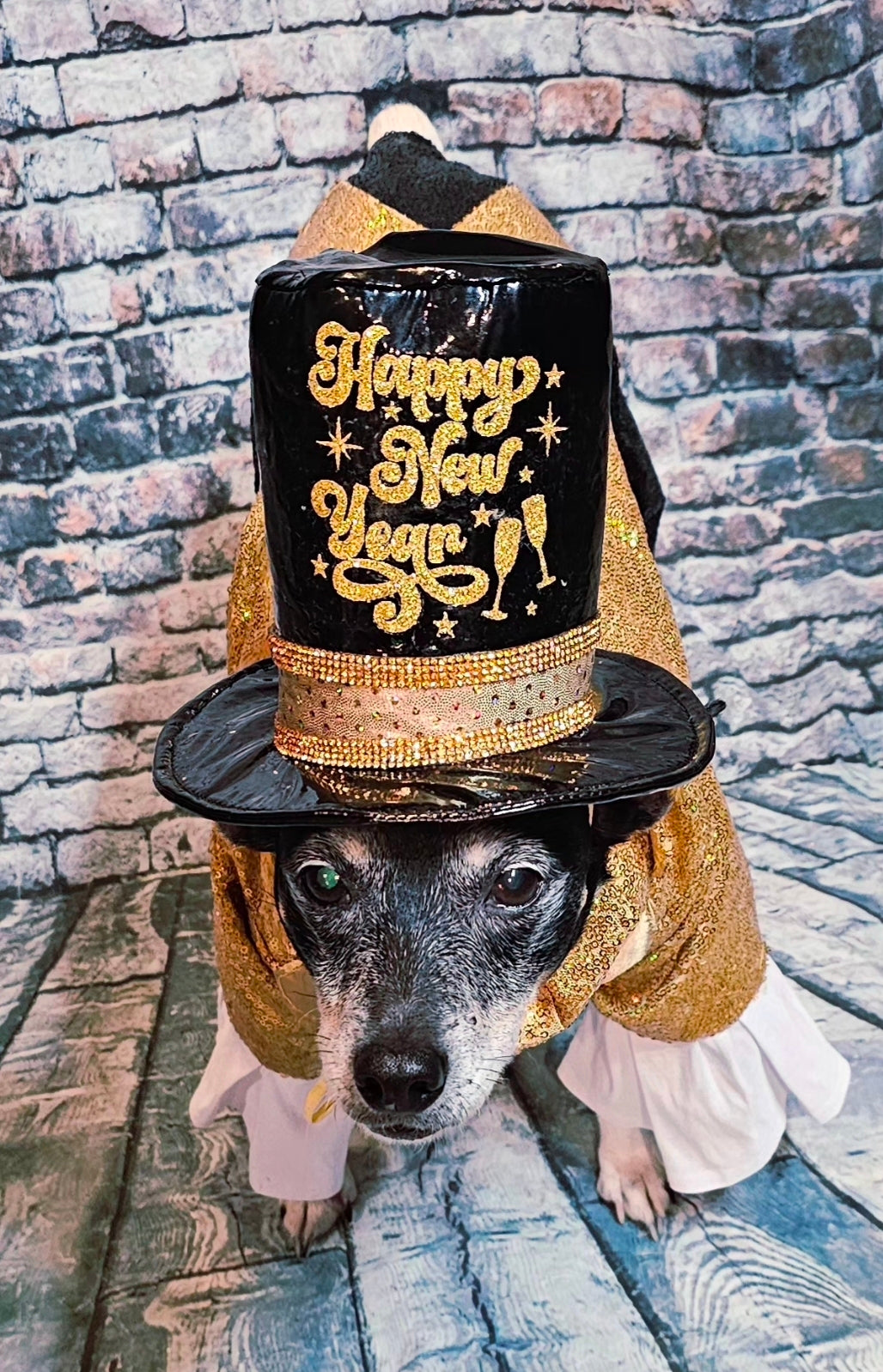 New Years Eve pet costume, gold pet tux, gold dog tux and hat costume
