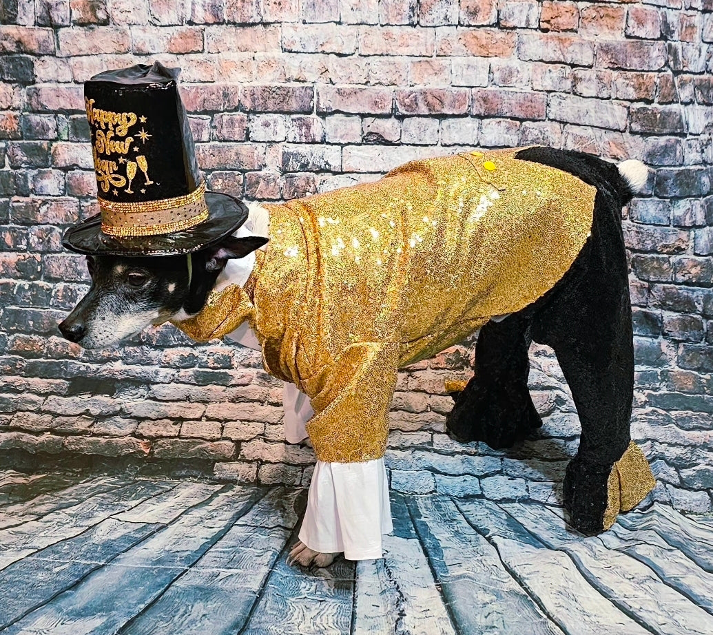 New Years Eve pet costume, gold pet tux, gold dog tux and hat costume