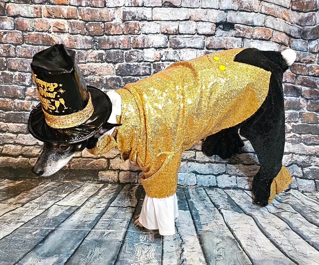New Years Eve pet costume, gold pet tux, gold dog tux and hat costume