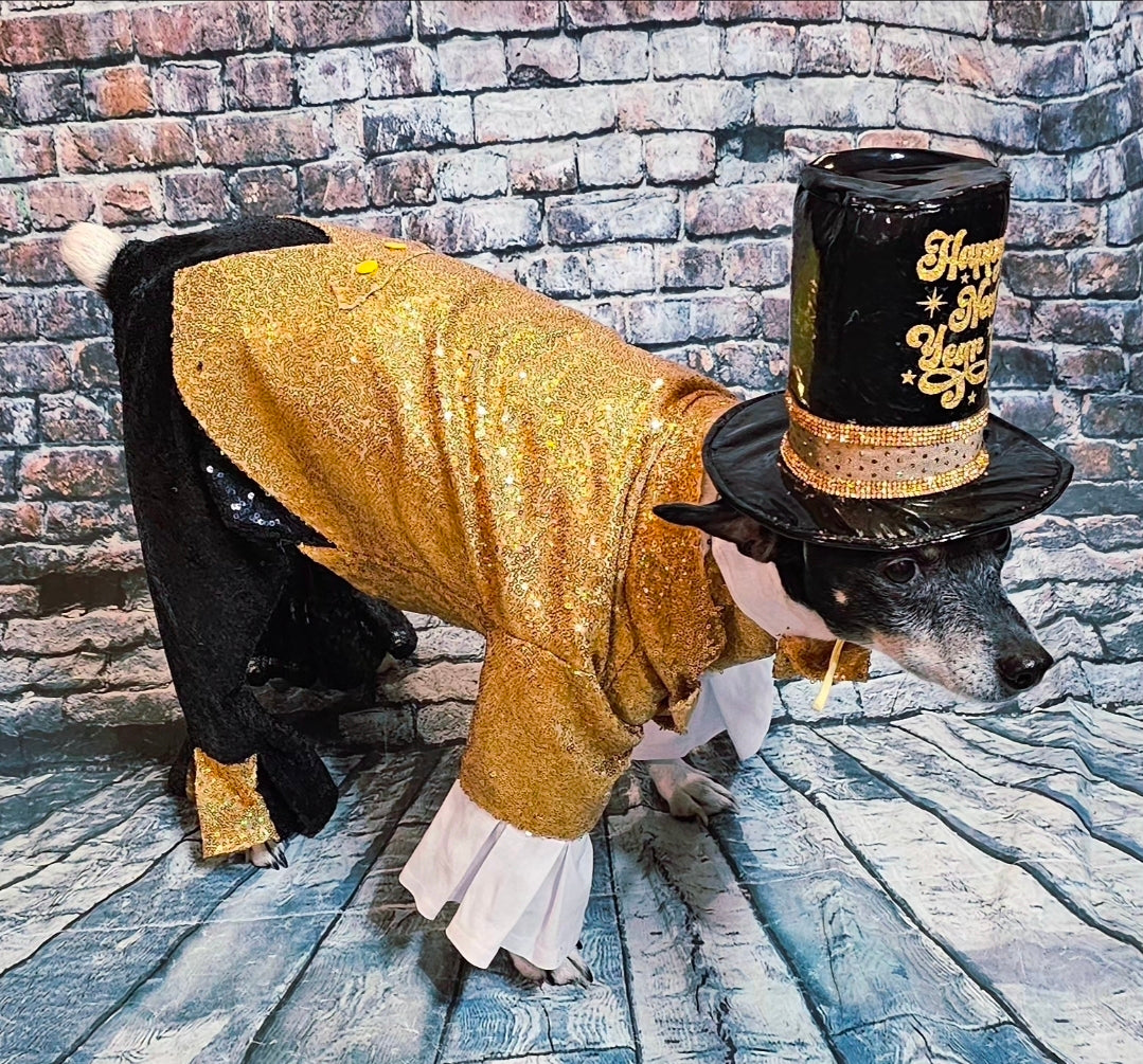 New Years Eve pet costume, gold pet tux, gold dog tux and hat costume