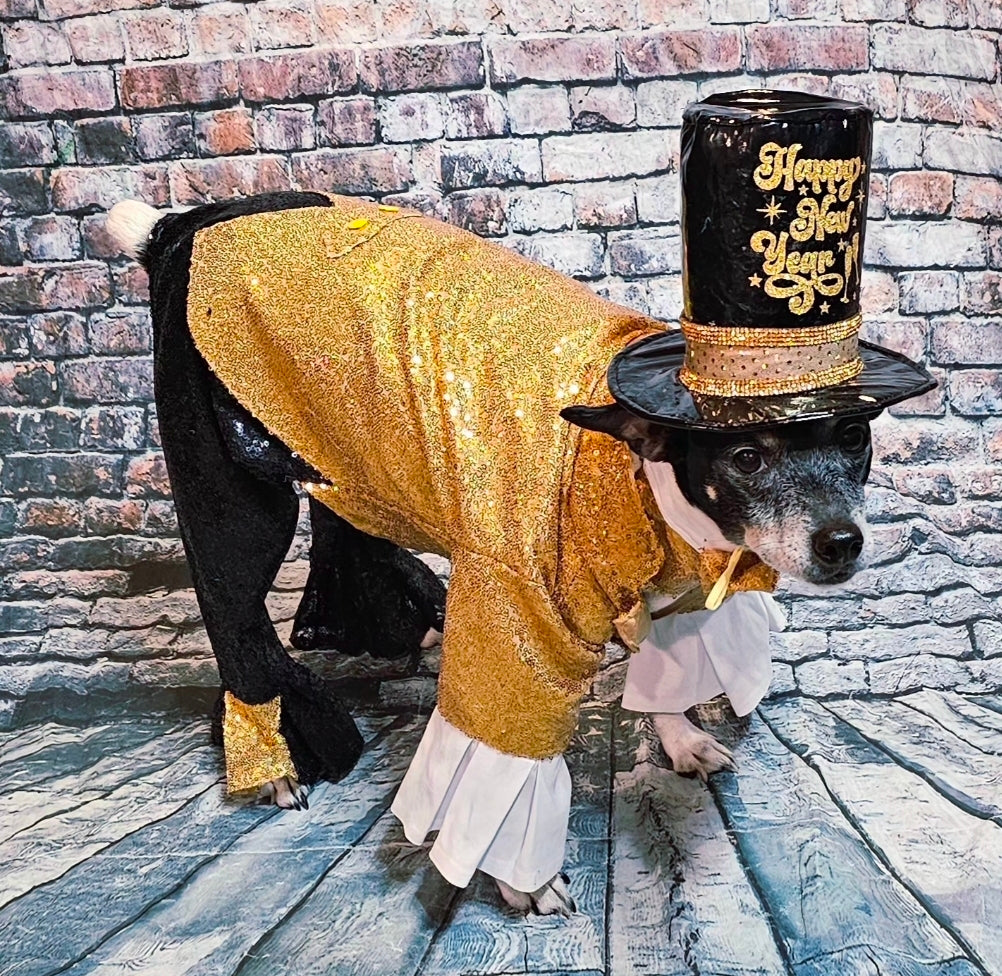 New Years Eve pet costume, gold pet tux, gold dog tux and hat costume