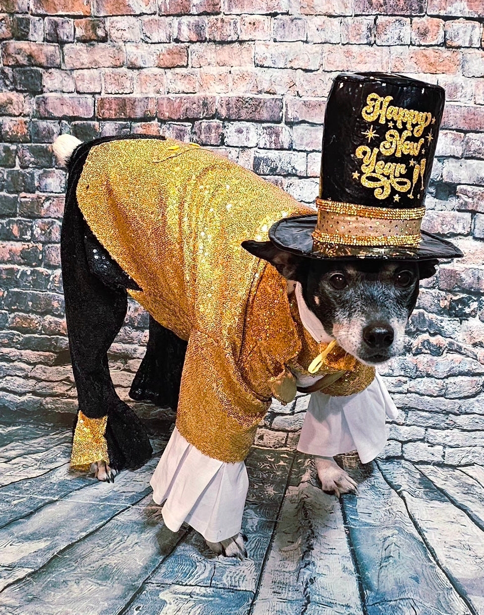 New Years Eve pet costume, gold pet tux, gold dog tux and hat costume