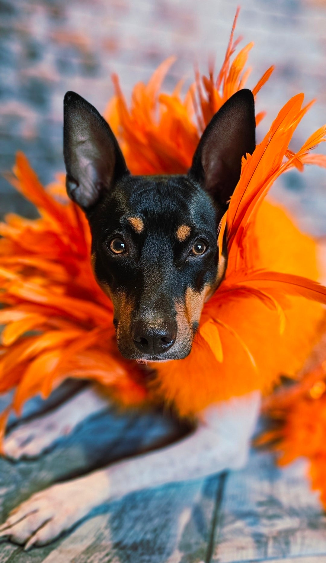 Feather sequin special occasion pet dress, Orange feather pet dress, Kendall Jenner Met gala pet costume