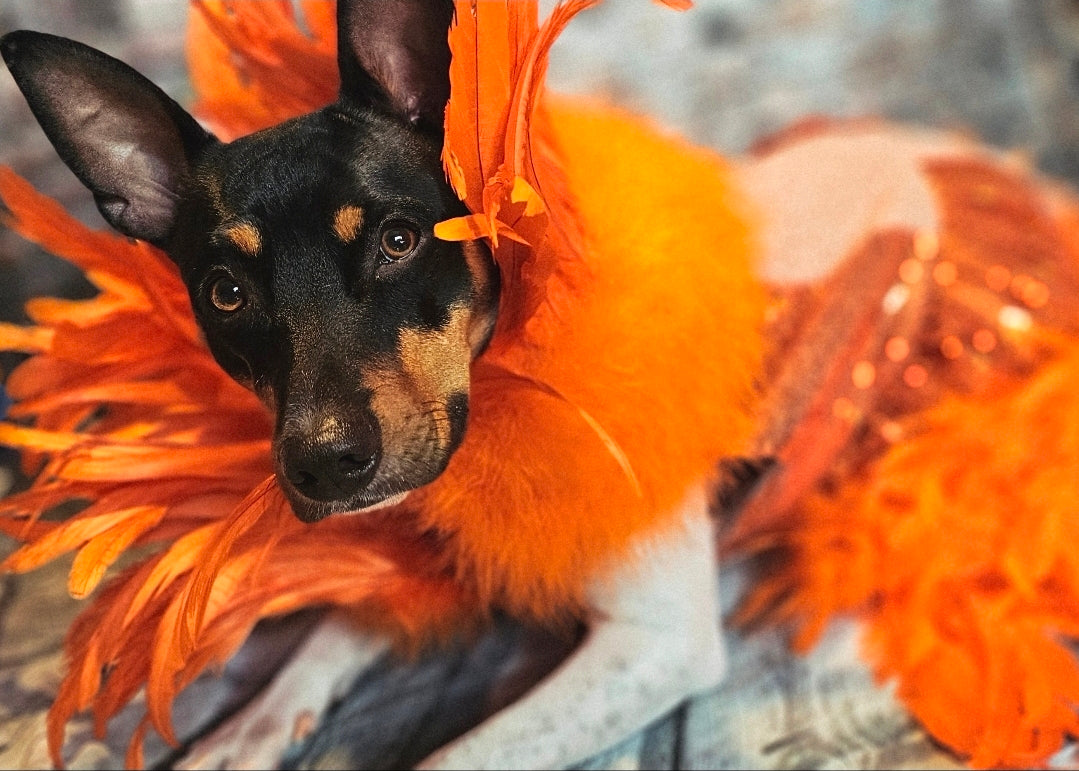 Feather sequin special occasion pet dress, Orange feather pet dress, Kendall Jenner Met gala pet costume