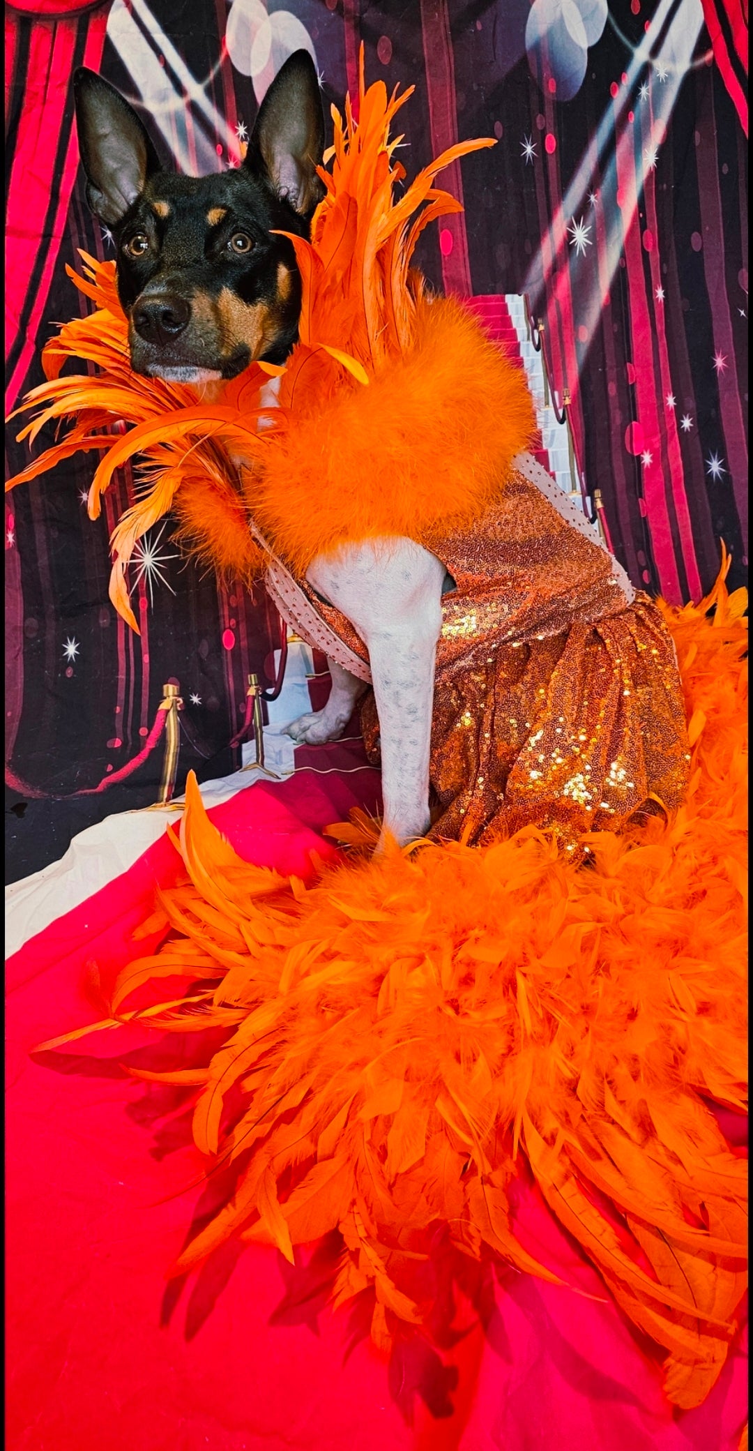 Feather sequin special occasion pet dress, Orange feather pet dress, Kendall Jenner Met gala pet costume