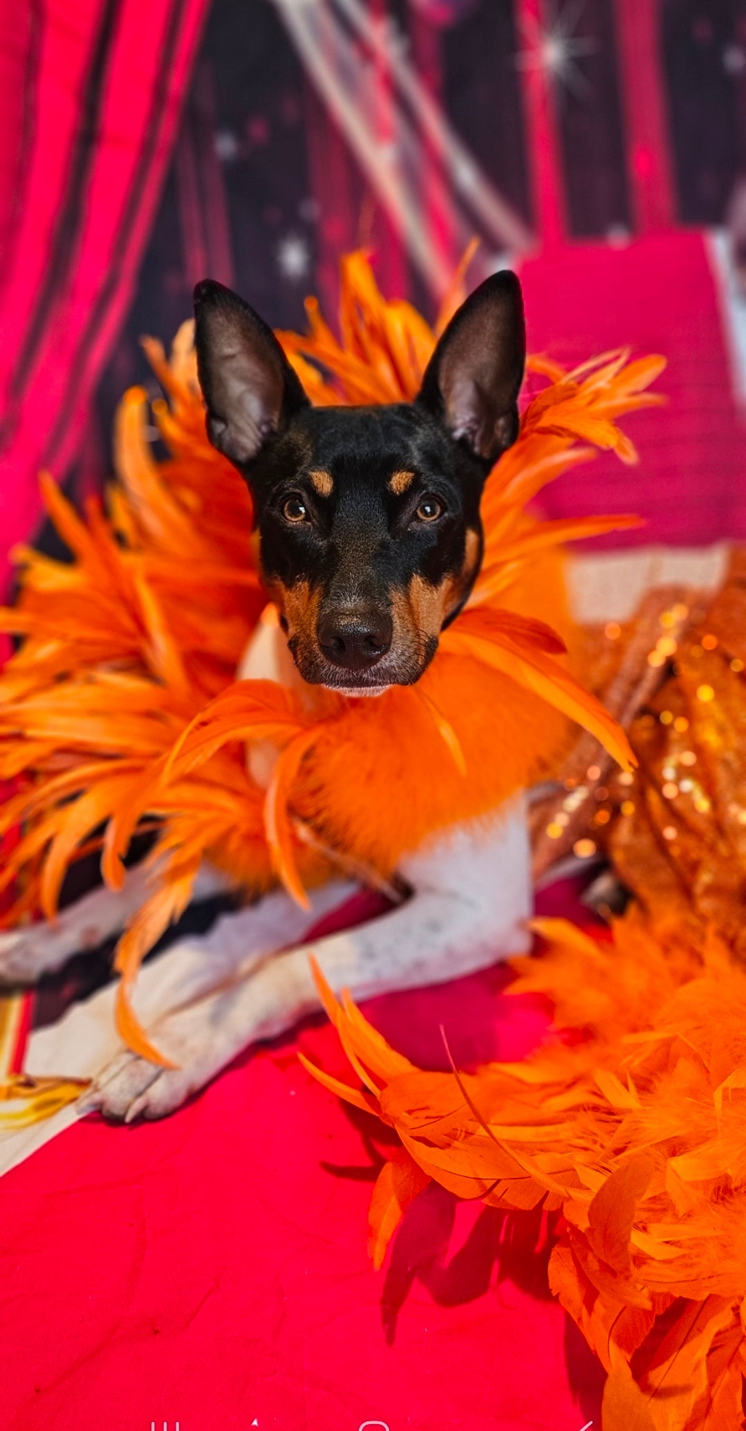 Feather sequin special occasion pet dress, Orange feather pet dress, Kendall Jenner Met gala pet costume