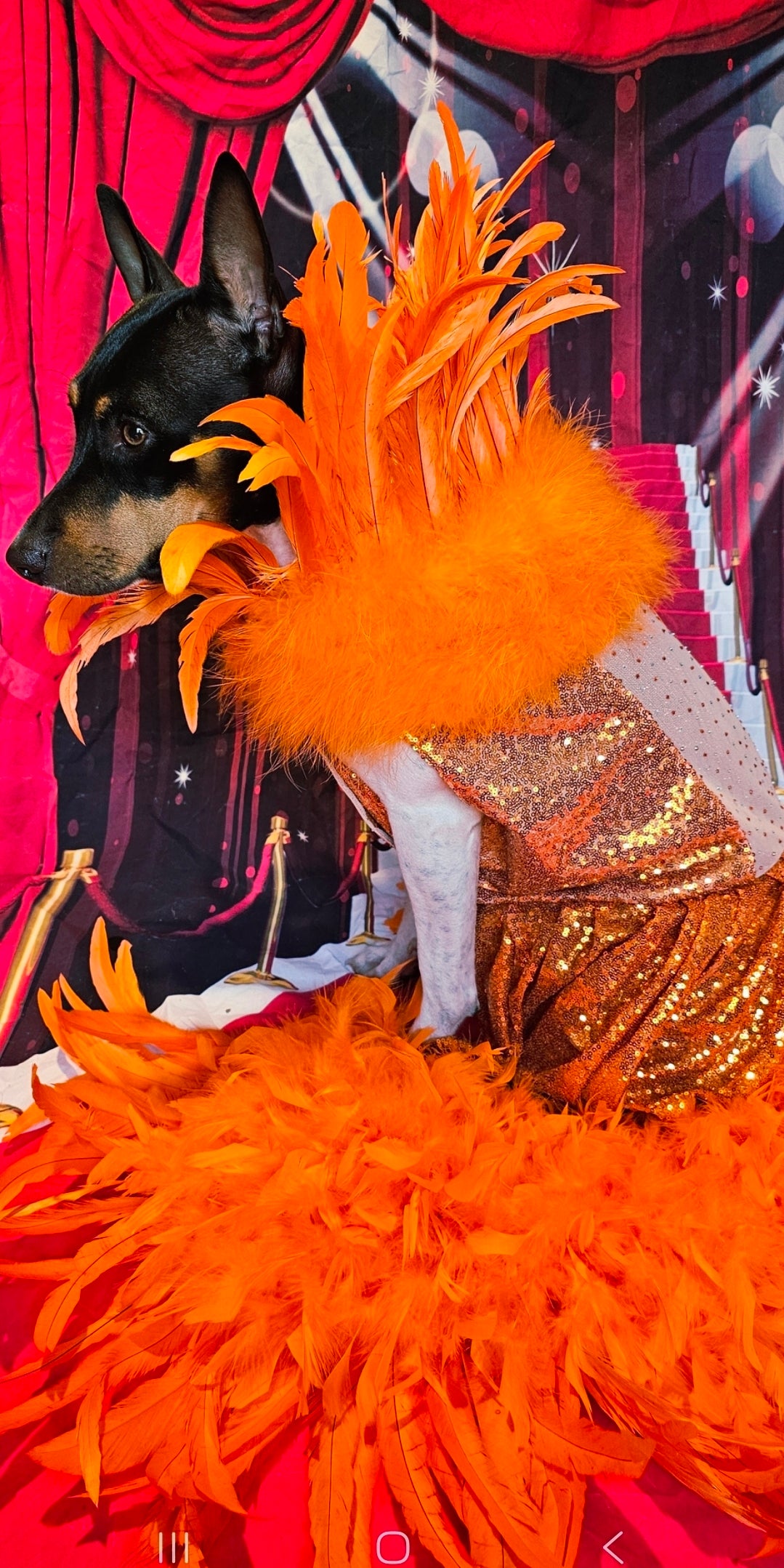 Feather sequin special occasion pet dress, Orange feather pet dress, Kendall Jenner Met gala pet costume