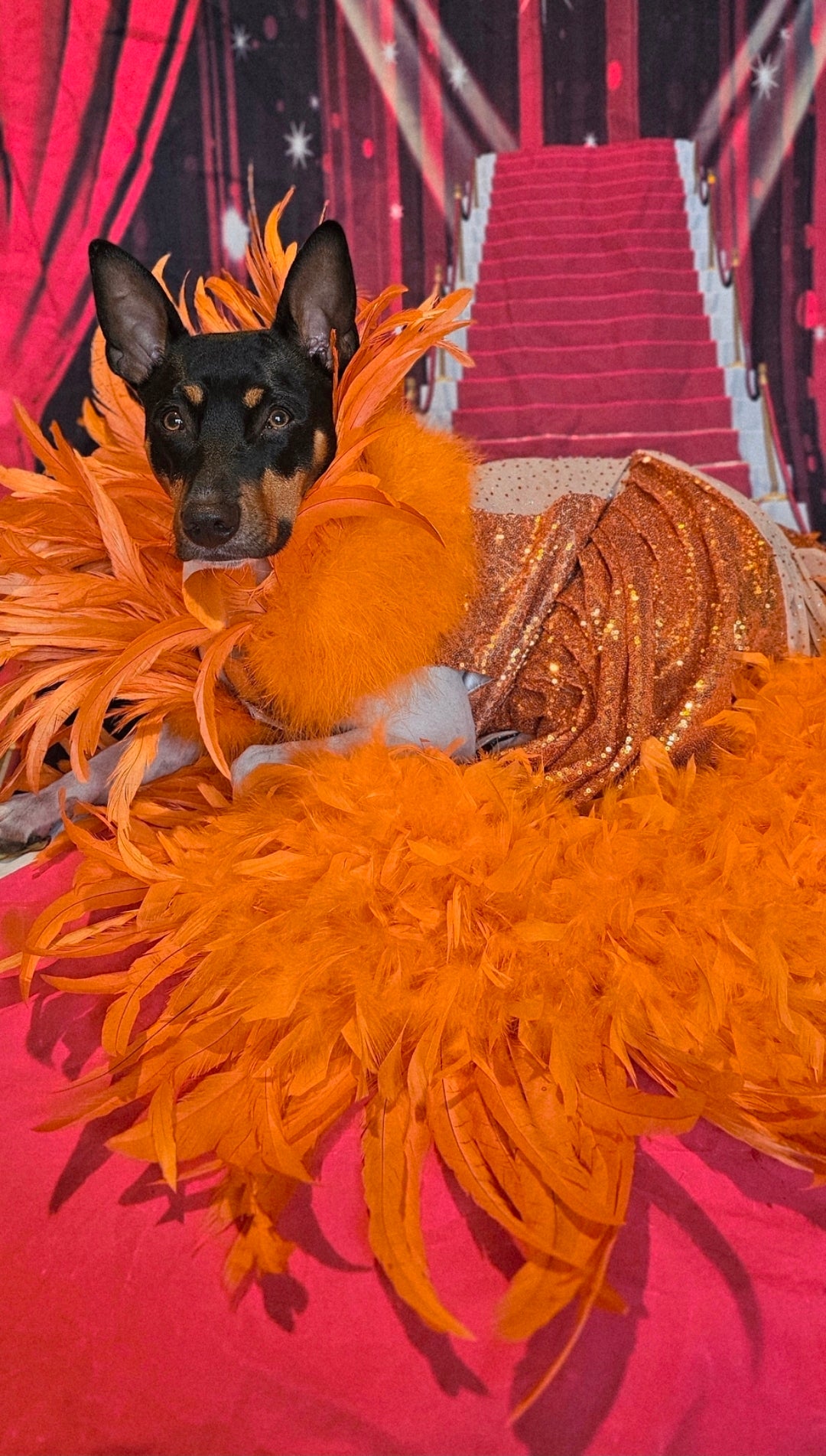 Feather sequin special occasion pet dress, Orange feather pet dress, Kendall Jenner Met gala pet costume