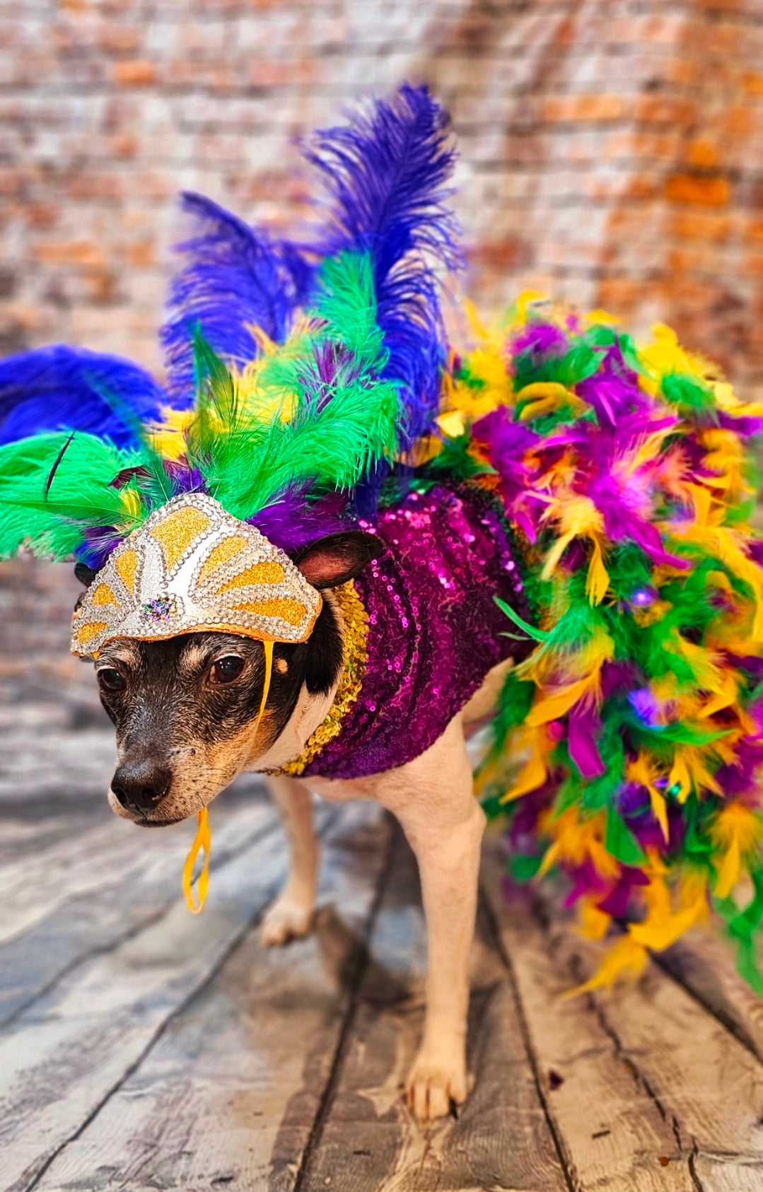 Mardi Gras light up pet dress, mardi gras pet costume, light up showgirl costume