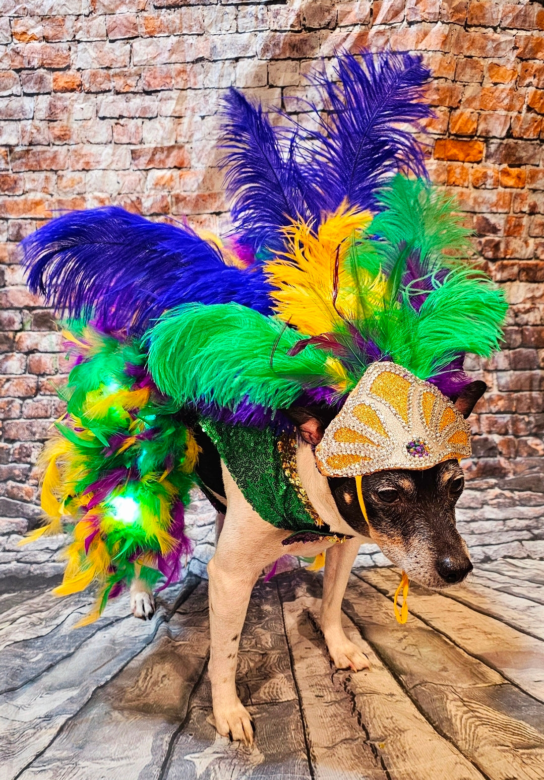 Mardi Gras light up pet dress, mardi gras pet costume, light up showgirl costume