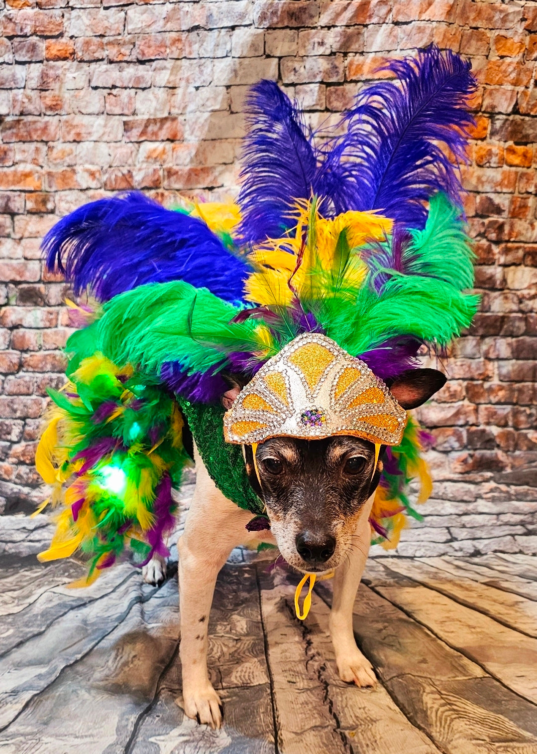 Mardi Gras light up pet dress, mardi gras pet costume, light up showgirl costume