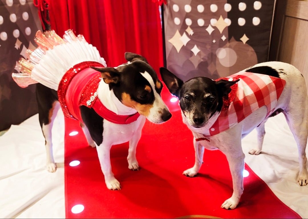 Valentine Pet Dress, Valentine dog dress, Red Sequin pet dress