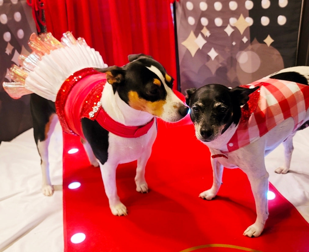 Valentine Pet Dress, Valentine dog dress, Red Sequin pet dress