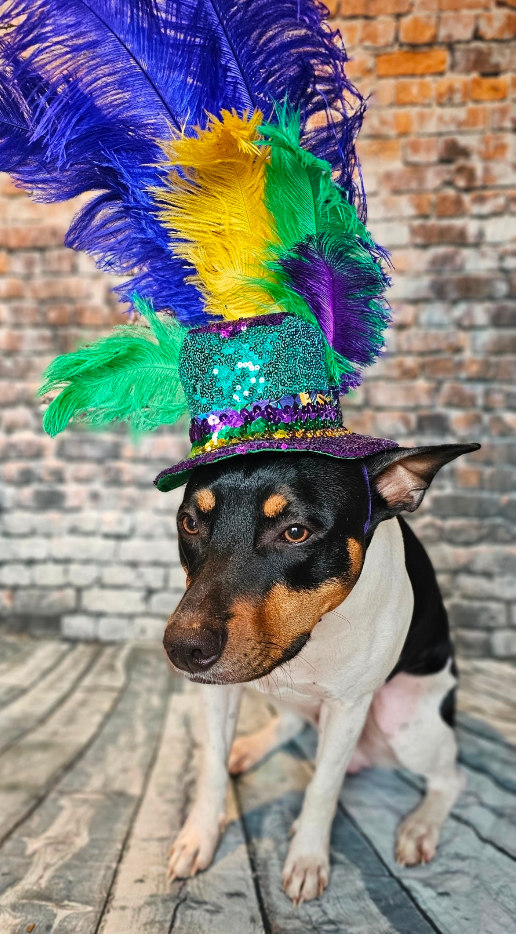 Mardi Gras Sequin feather pet hat, Fat Tuesday sequin pet hat, Feather Pet top hat